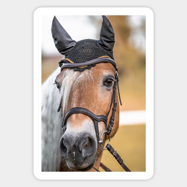 Haflinger mare at the riding arena Sticker by M-Hutterer